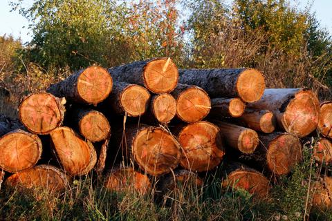 Wetter will wohl auch jenen Hinterland-Kommunen beitreten, die die Vermarktung ihres Holzes in die eigene Hand genommen haben. Archivfoto: Edgar Meistrell 