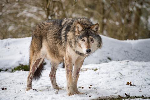 Die ersten Pfotenspuren eines Wolfes im Schnee wurden im Rheingau bereits vor einigen Wochen gefunden.  Foto: dpa