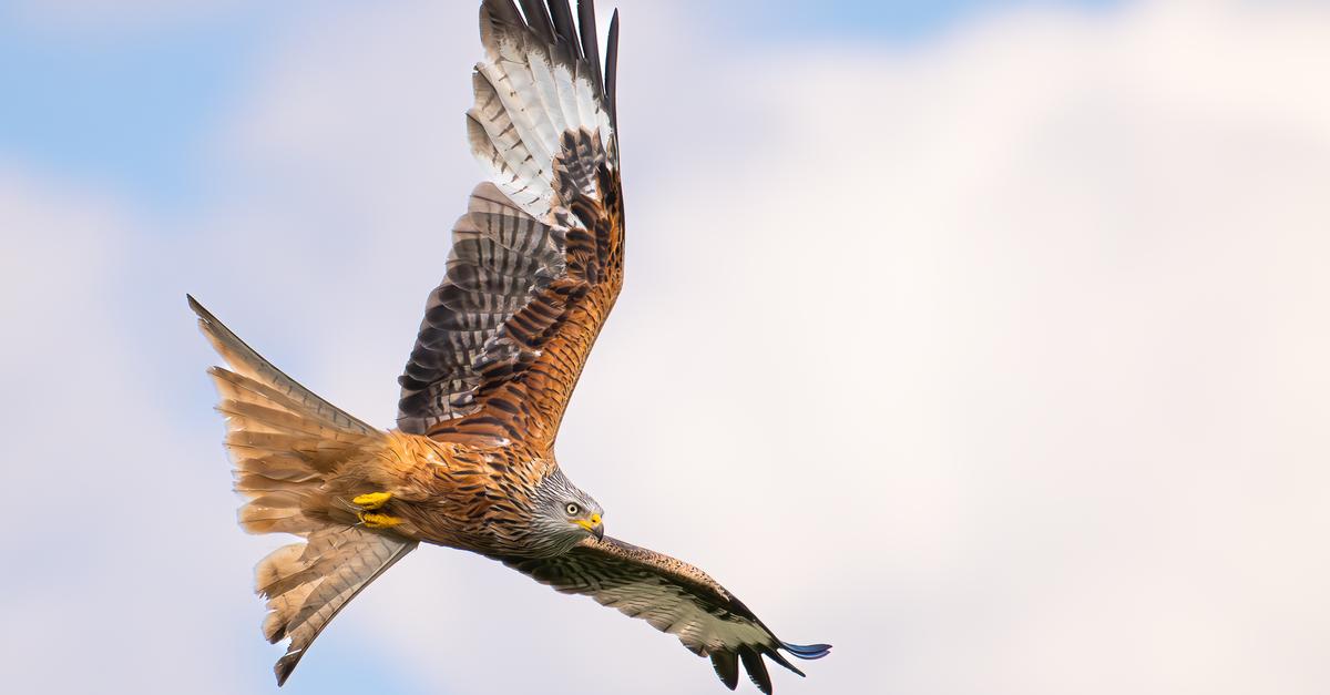 -Wildes-Siegerland-Fotoausstellung-zeigt-unbekannte-Natur
