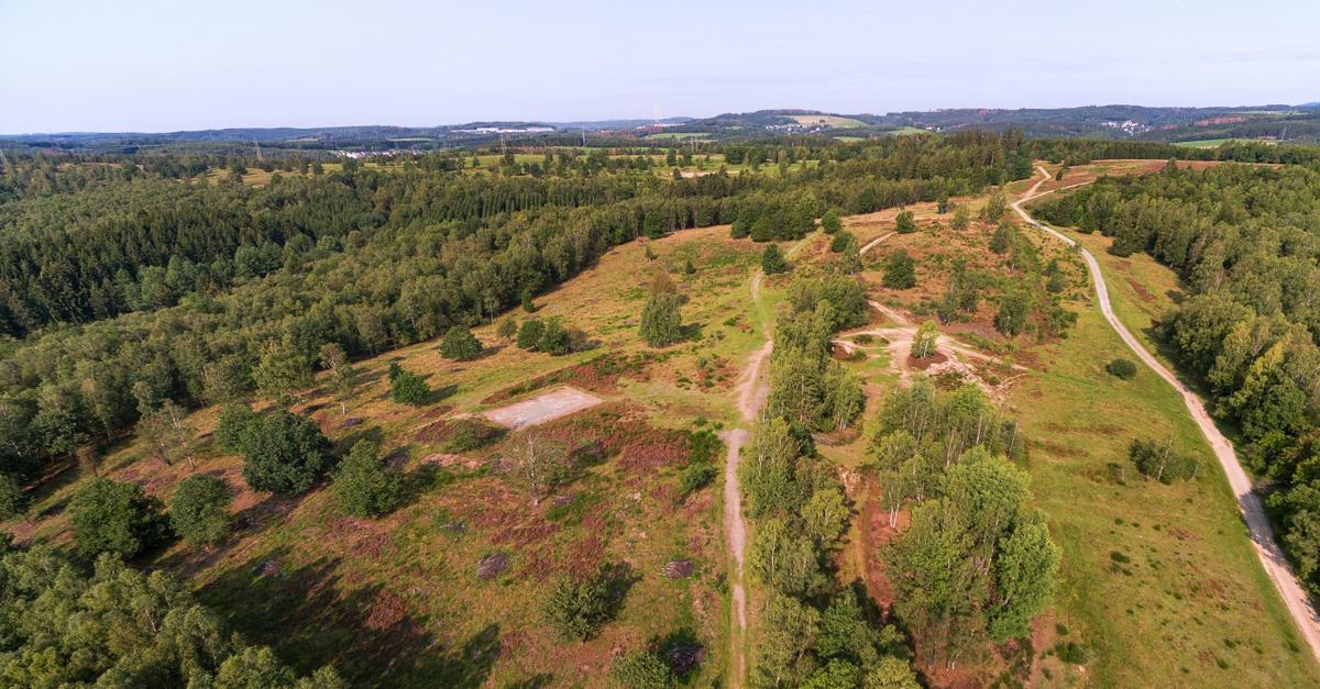 Pflanzen-und-Tiere-der-Trupbacher-Heide-erkunden