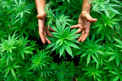 37 Cannabispflanzen entdeckt die Polizei bei einem Aßlarer im Keller. Das Amtsgericht Wetzlar verurteilt ihn nun zu einer Bewährungsstrafe.  Foto: picture alliance /dpa 