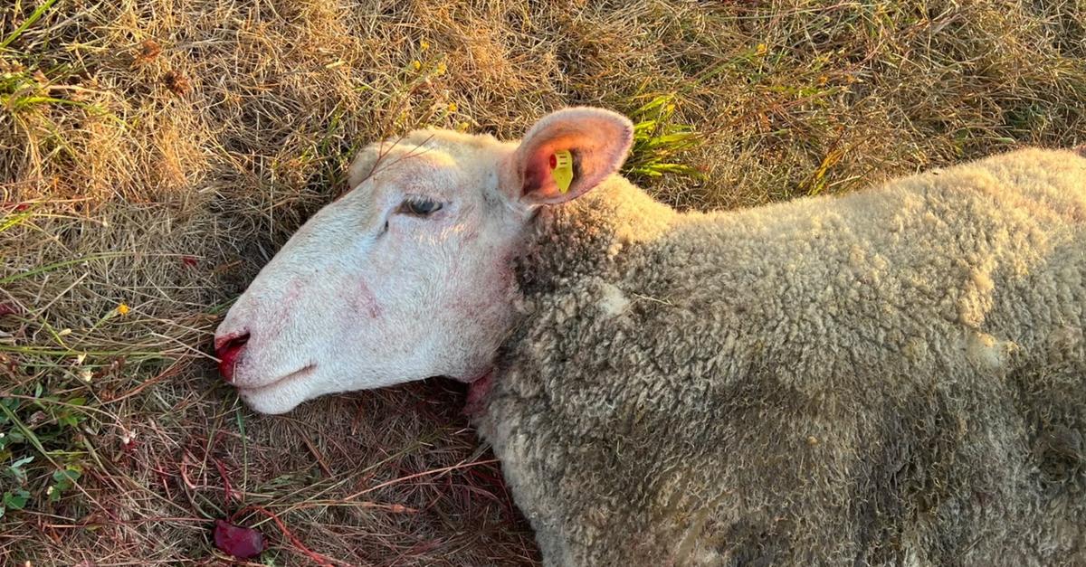 For the second time in two weeks: Sheep killed again in Aßlar-Berghausen