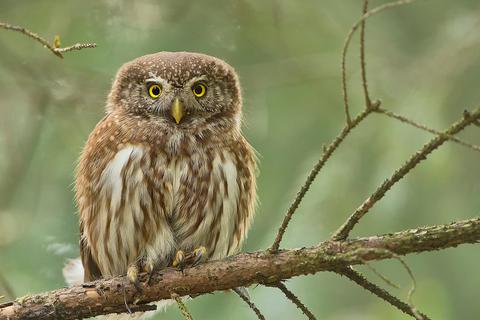 Der Sperlingskauz, eine der kleinen Eulen in Not, schaut aufmerksam in die Runde.