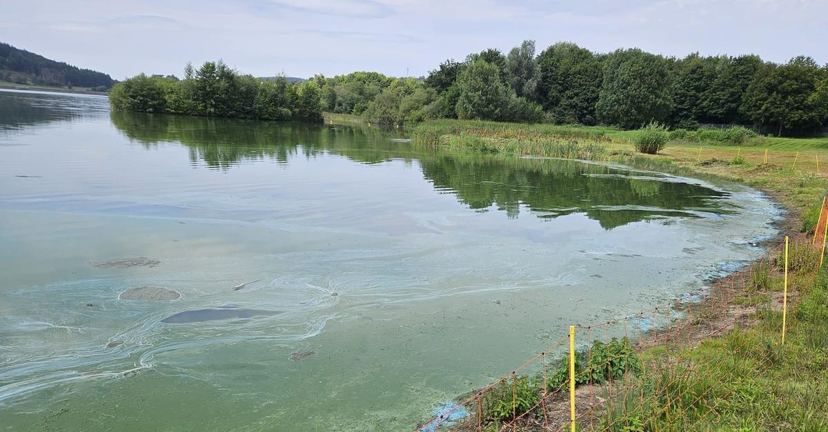 Sauerstoffmangel im Aartalsee: Die ersten Fische sterben