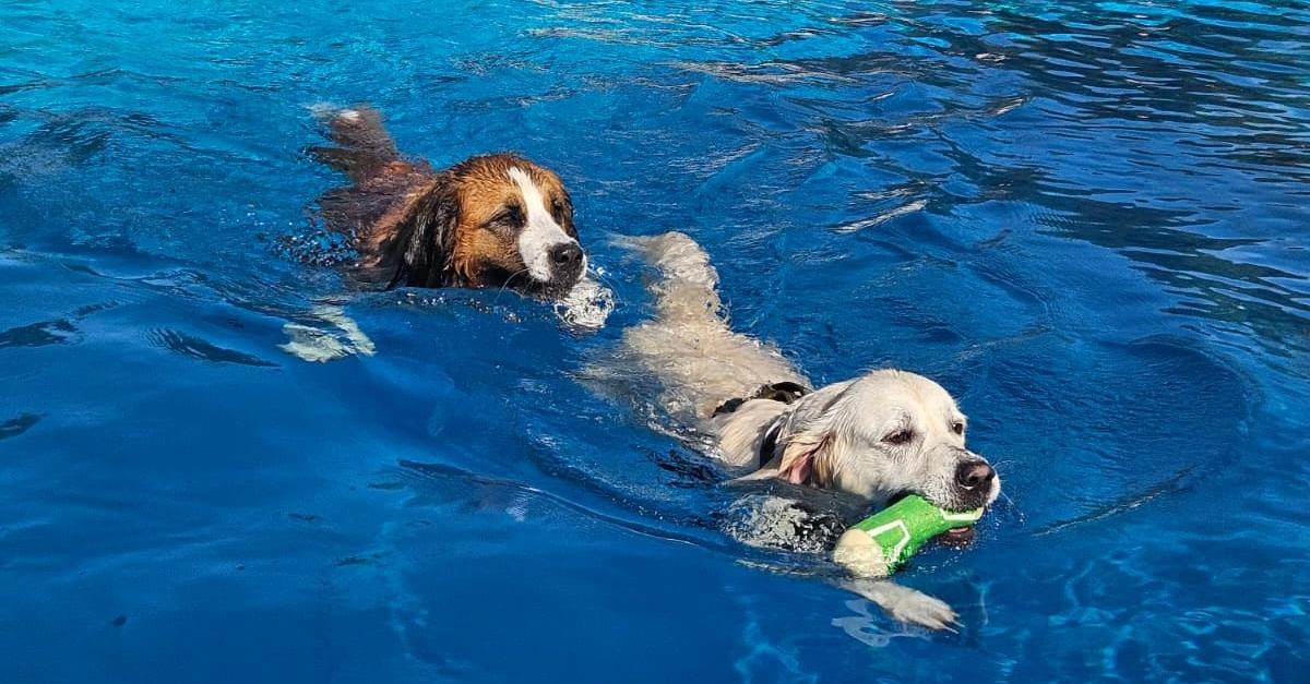 Hunde ziehen wieder im Braunfelser Freibad ihre Bahnen