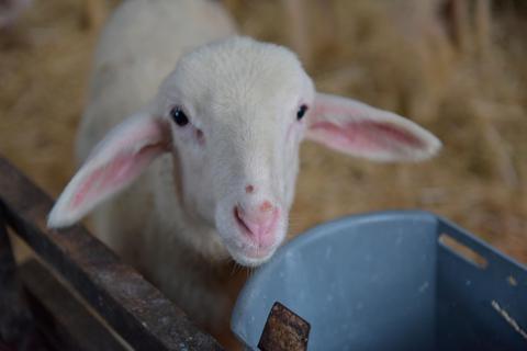 Ein Blick zum Verlieben: Der Schafnachwuchs ist niedlich, viel Arbeit macht aber auch er schon.  Foto: Jenny Berns 