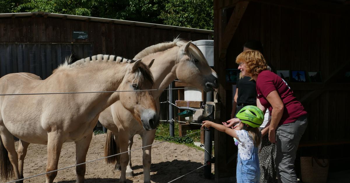 Horse Bliss with Eddy, Gustav and Co. in Braunfels
