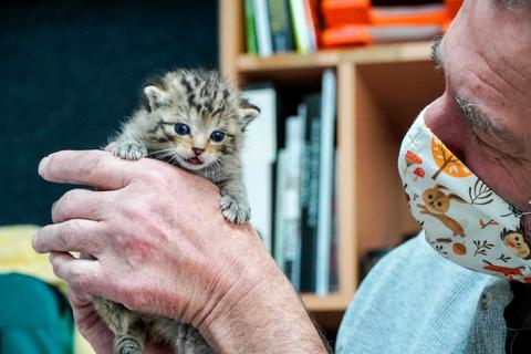 Der kleine "Richard" ist eine echte Europäische Wildkatze. Foto: Katrin Weber 