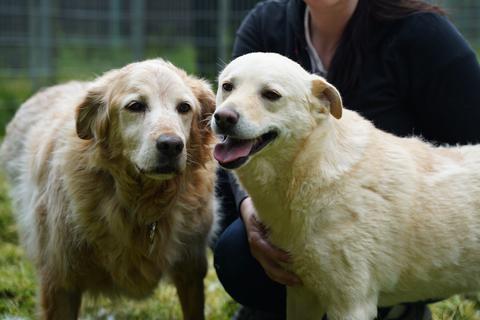 "Jasper" (links) und "Koki" sind bereits zusammen durch Dick und Dünn gegangen. Das Tierheim Dillenburg würde die beiden am liebsten zusammen vermitteln – getrennt ist aber auch möglich.