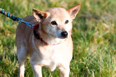 Altersruhesitz für Hundesenior gesucht: "Peppo" möchte gerne Familienanschluss haben. Foto: Katrin Weber 