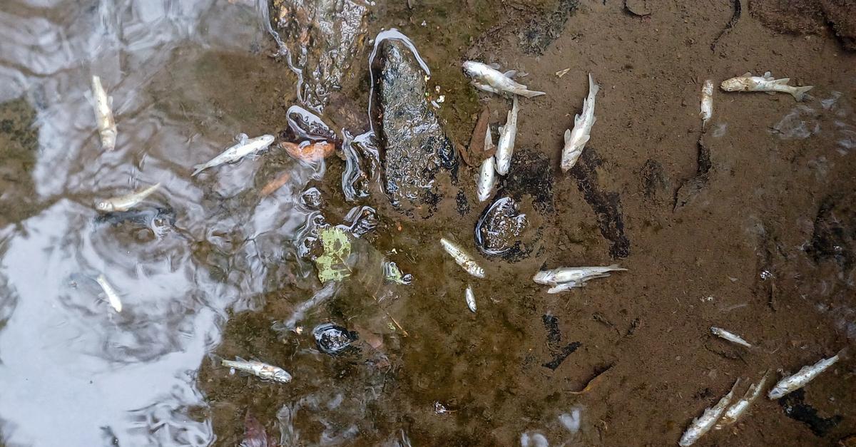 Chemieunfall bei Dillenburg: Schäden für die Natur dauern Jahre an