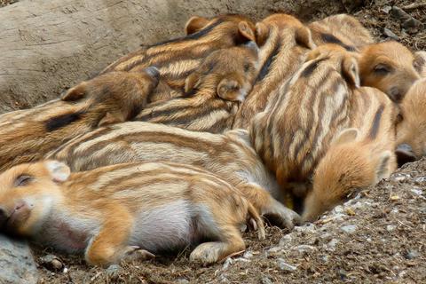 Gestreifter Wildschwein-Nachwuchs: Eng an eng gekuschelt, genießen diese Frischlinge im Donsbacher Wildpark ein kleines Schläfchen. Foto: Günter Gail  