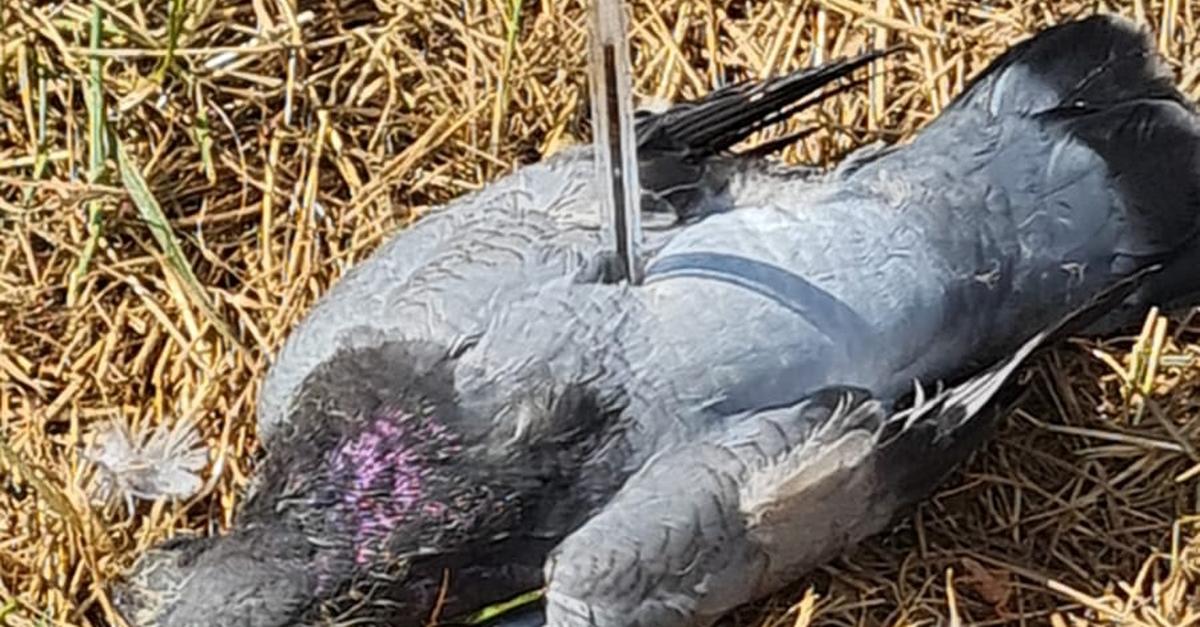 Junge-Taube-in-Dillenburg-mit-Kugelschreiber-erstochen-