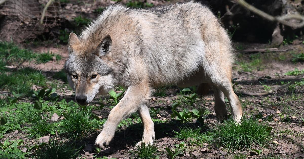 Ausbreitung-des-Wolfes-Tierhalter-planen-Mahnfeuer-in-Rehe