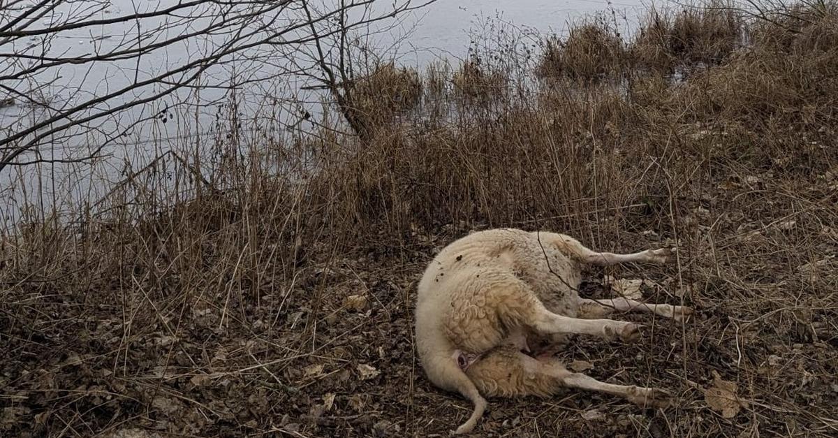Sieben tote Schafe bei Driedorf entdeckt