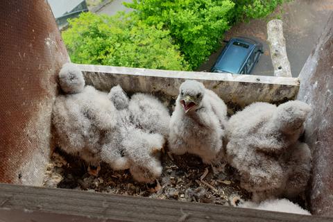 Seit Jahren bietet Gerhard Cunz an seinem Haus Falken ein Zuhause. 2022 haben sechs Jungvögel (Foto) in dem Kasten das Licht der Welt erblickt.