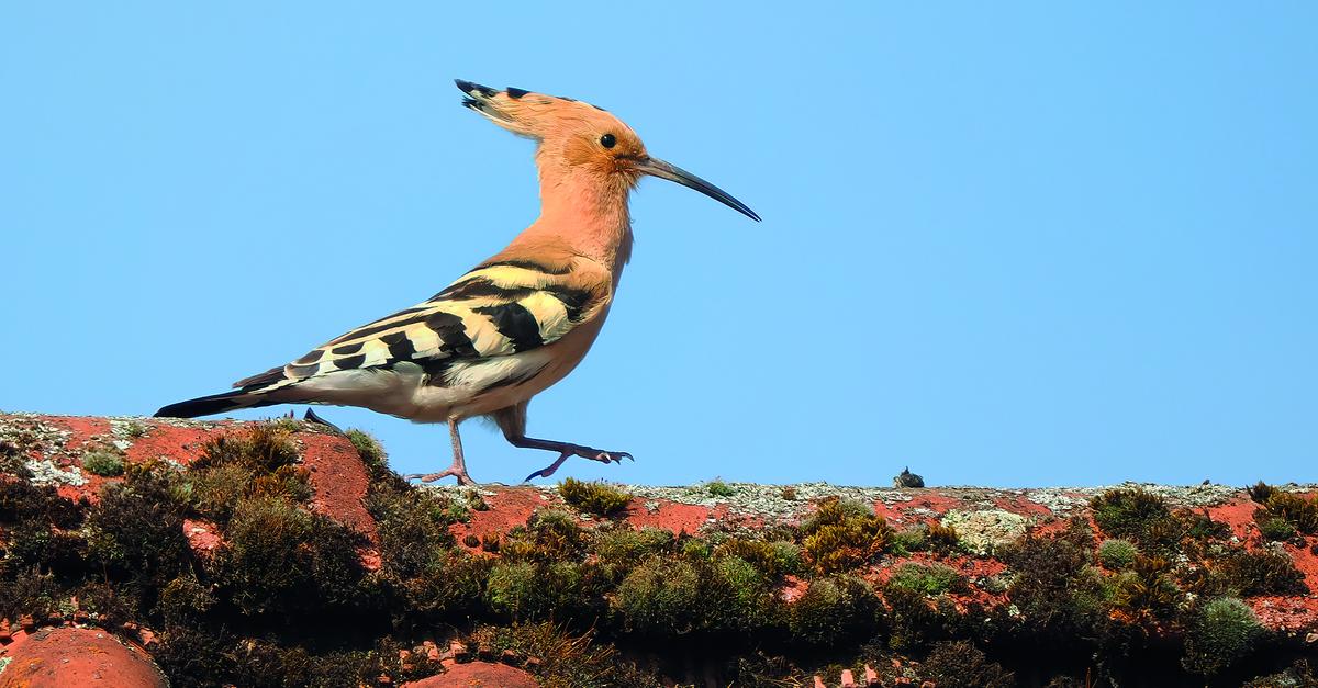 Naturfotograf-aus-Daubhausen-bietet-wieder-Kalender-an
