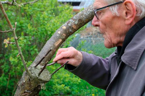 Es ist vollbracht: Ulrich Schwarz verschließt alle Schnittflächen mit Baumwachs, um eine Infektion oder einen Pilzbefall zu verhindern. Foto: Frank Rademacher 