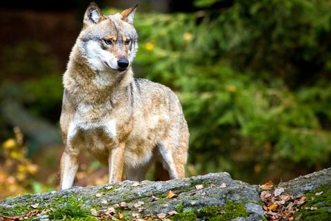 ARCHIV - 28.10.2009, Bayern, Neuschönau: Ein Wolf (Canis lupus), aufgenommen im Tier-Freigelände im Nationalpark Bayerischer Wald.(zu dpa "Bundesumweltministerin Schulze will Abschuss von Wölfen erleichtern" vom 03.03.2019) Foto: Patrick Pleul/dpa-Zentralbild/dpa +++ dpa-Bildfunk +++