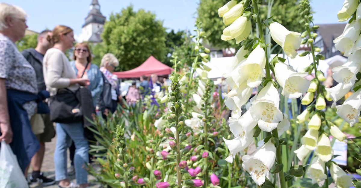 Der-Haigerer-Marktplatz-erstrahlt-im-Blumen-und-Kr-utermeer