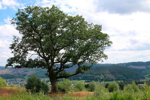 Ein Baum mit Zukunft: Eichen sollen einen Teil der gerade dahinsterbenden Fichten ersetzen. Foto: Frank Rademacher 