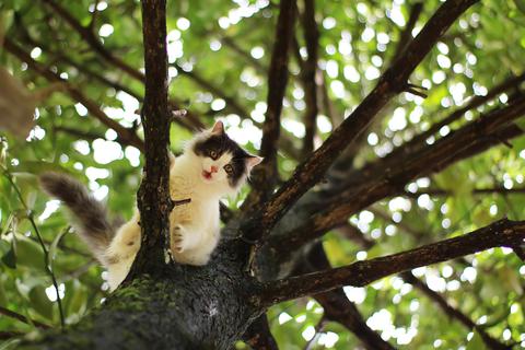 Kommt eine Katze nicht von einem Baum herunter, bringt sie sich dort meistens in Sicherheit – zum Beispiel vor einem anderen Tier oder Menschen. Bei der Katze auf dem Bild handelt es sich nicht um das Tier, das im Herborner Stadtteil Hörbach tagelang auf einem Baum saß.