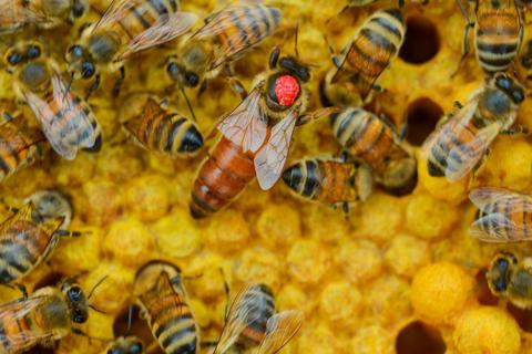 Das ist das Ziel: eine mit einem roten Punkt gekennzeichnete Bienenkönigin auf einer Brutwabe.  Foto: Patrick Pleul/dpa 