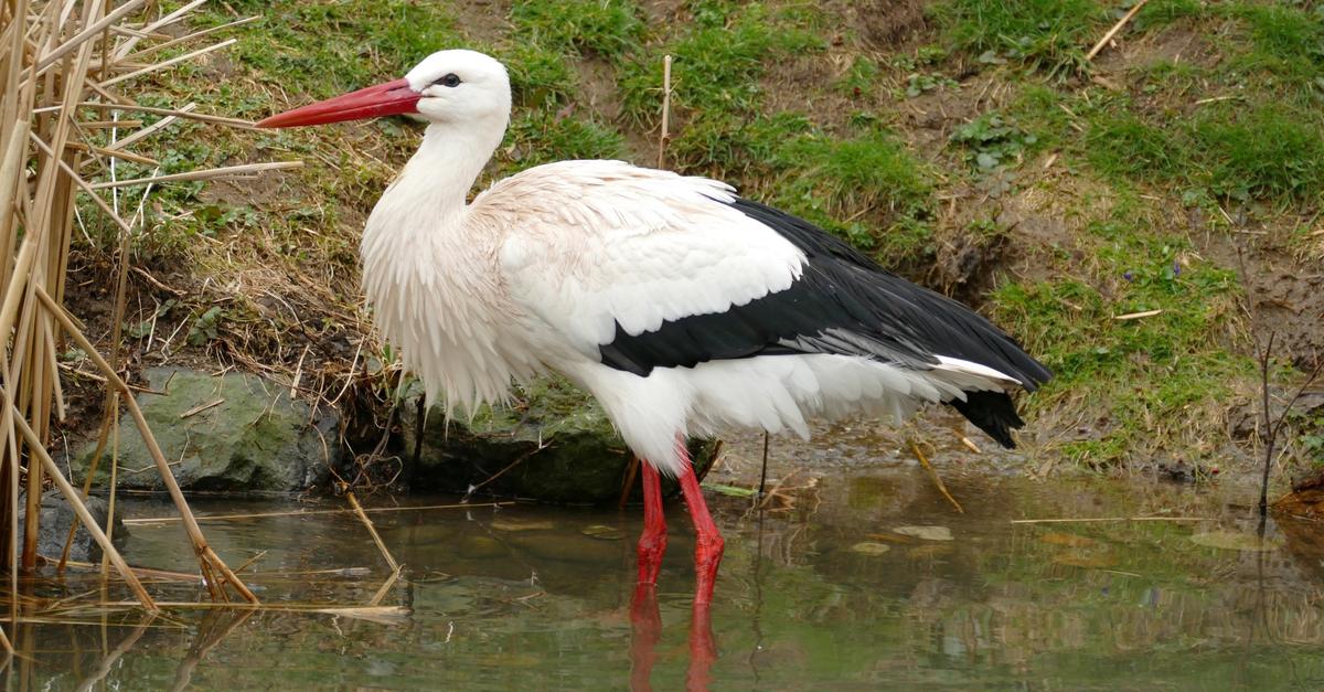 Tierpark-Herborn-bleibt-auch-ber-Feiertage-ge-ffnet