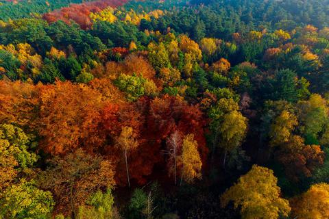 Herbstlich bunt gefärbt: Angesichts der Auswirkungen des Klimawandels setzen Forstfachleute verstärkt auf Mischwald. Symbolfoto: Patrick Pleul/dpa 