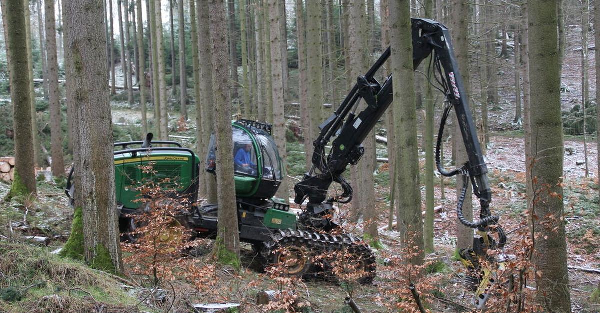 Hessenforst-schafft-Platz-f-r-Baumkronen-im-Herborner-Wald