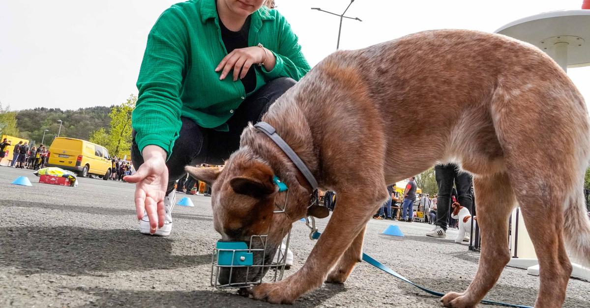 Hundebiss-Schutzarmel Für Training - Robuster Armschutz Für Welpen & Schutzhunde
