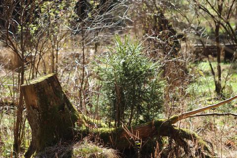 Der Wald in Hohenahr (Archivfoto) leidet, derzeit unter anderem wegen des Eichenprachtkäfers. 