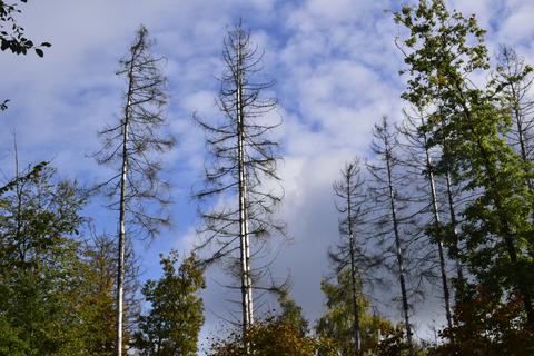 Noch stehen einzelne kahle Bäume im Lahnauer Wald. Foto: Lothar Rühl