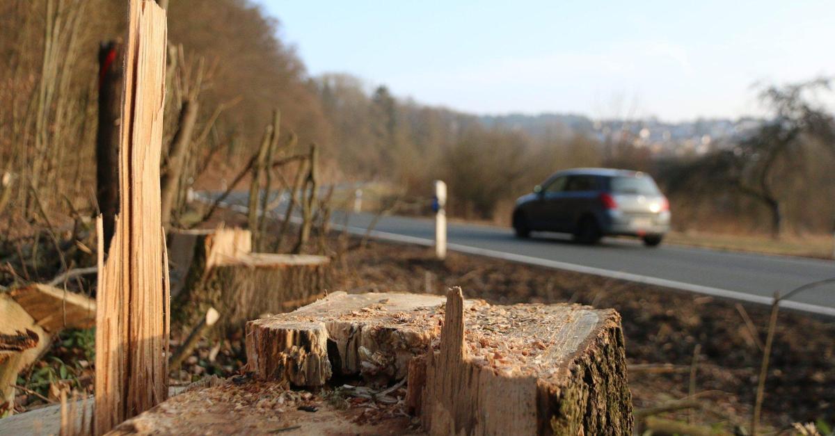 Gehölzschnitt an der B49 macht Sperrungen nötig