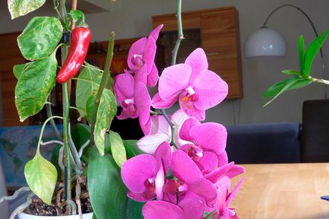 Klaus Beckers Orchidee mit Chili-Schote.  Foto: Hannelore Benz 