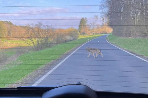 Offenbar unaufgeregt: Der mutmaßliche Wolf überquert die Kreisstraße zwischen Ober- und Niederquembach – aus dem stehenden Auto heraus fotografiert.