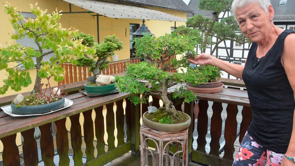 bonsai quercus robur Bonsai Special