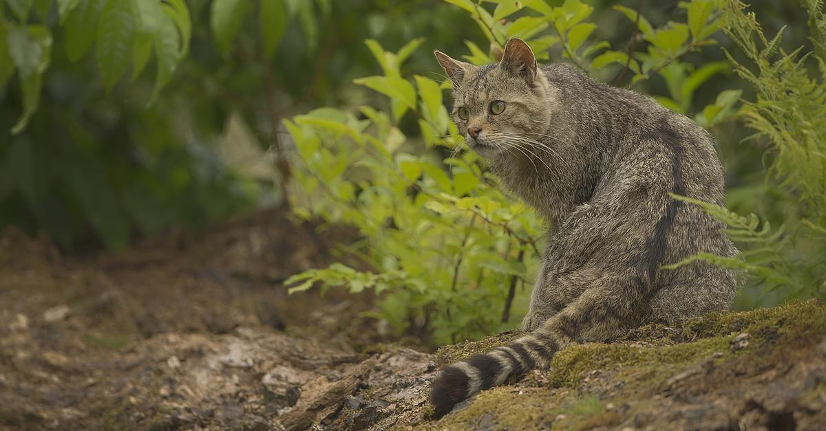 -Etwas-Besonderes-Wildkatzen-bei-Herborn-nachgewiesen