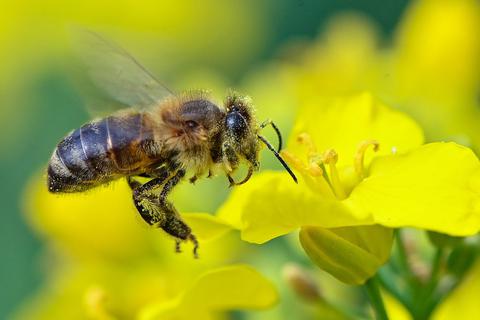 Honigbienen sitzen auf einer Wabe. Nach dem Ausbruch der Tierseuche Amerikanische Faulbrut im Kreis Gießen müssen befallene Bienenvölker saniert werden. Weil gerade im Spätsommer starke Völker schwächere ausrauben, besteht ein erhöhtes Risiko der Verschleppung.