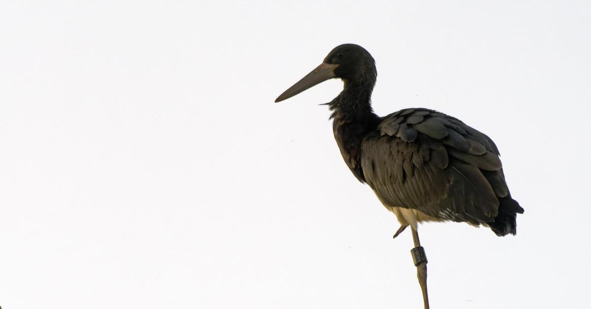 Storch-Waltraud-hat-Reise-in-den-S-den-nicht-berlebt