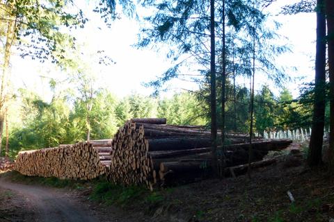 Sturmschäden, Borkenkäfer und Trockenheit setzen dem Waldsolmser Wald zu - sie erfordern einen höheren Holzeinschlag und Aufforstungen. © Helmut Serowy