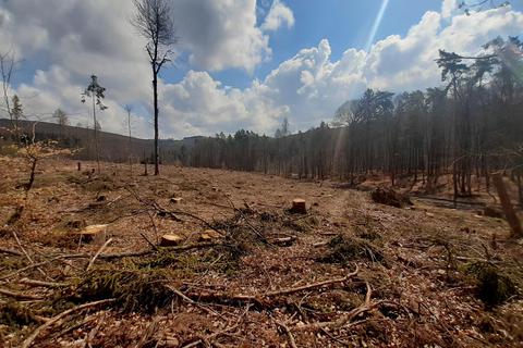 Auf der Kahlfläche bei Hasselborn sollen wieder Bäume grünen und eine Bürgerwaldfläche entstehen.  Foto: Wiebke Schrell 