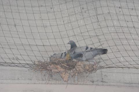 Mehrere Tauben sind in Wetzlar in einem Netz unter der B49 gefangen. Ein Tierschutzverein will ihnen helfen; die Befreiung hat zunächst geklappt.