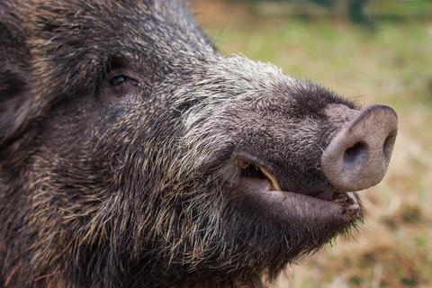 Die Afrikanische Schweinepest führt laut Kreis-Veterinäramt in Herborn sowohl bei Haus- als auch bei Wildschweinen zu einer schweren Erkrankung und ende fast immer tödlich. Foto: Archiv/Fotolia 