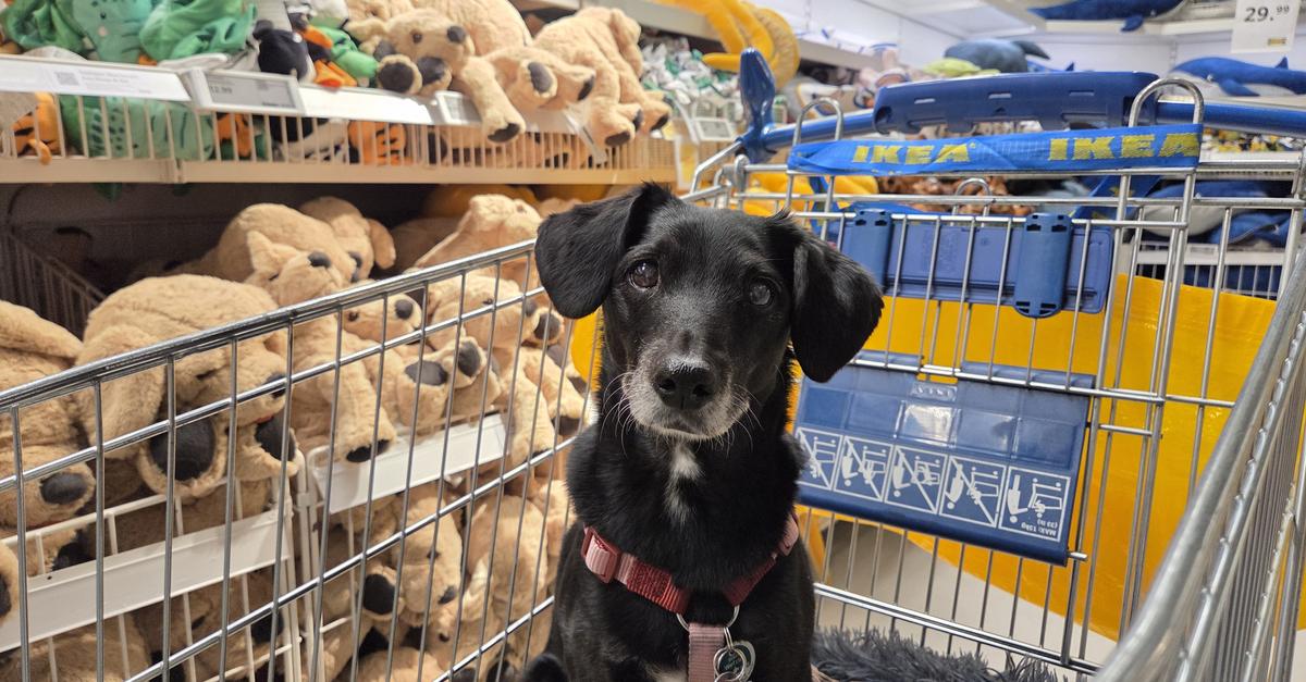 Durfen Hunde Bei Ikea Rein