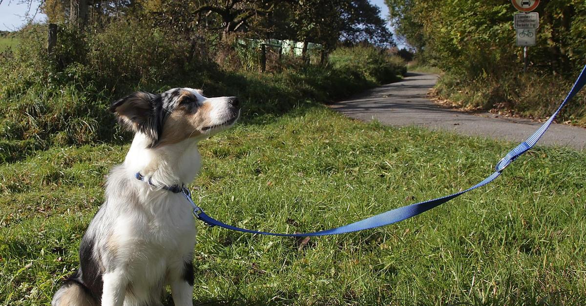 Mann verlangt in Langgöns Sex mit Hund