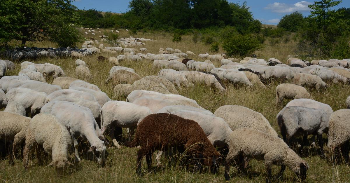 Wie-der-Wetzlarer-Weinberg-seltenen-Arten-ein-Zuhause-bietet