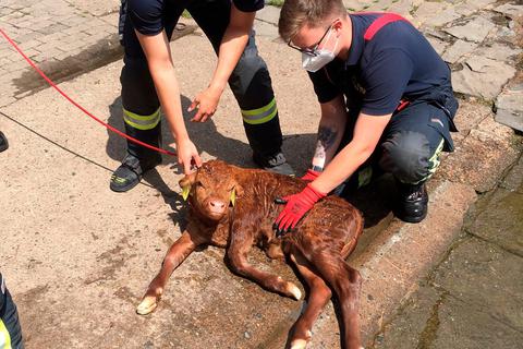 Wieder an Land: Die Einsatzkräfte beruhigen das völlig erschöpfte Tier auf.  Foto: Feuerwehr Wetzlar 