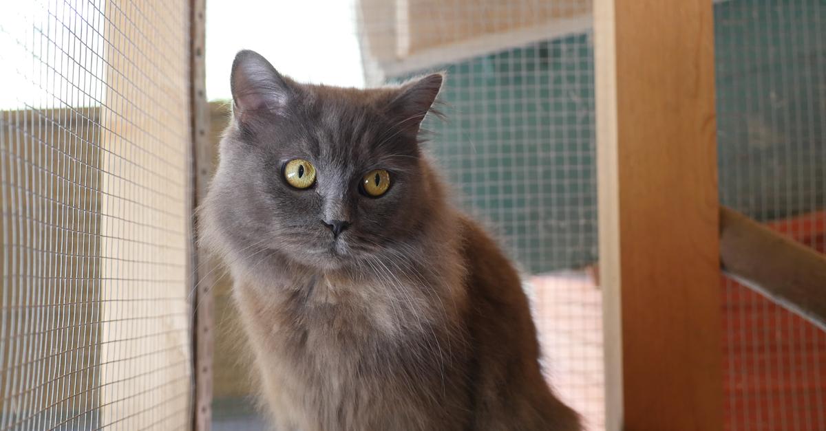 Wetzlar animal shelter seeks homes for “Frau Flausch” and “Erna”
