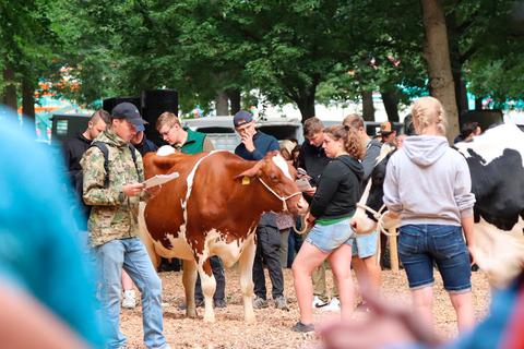Berufsschüler bewerten Kühe auf der Tierschau des Ochsenfests.  Foto: Sebastian Reh 